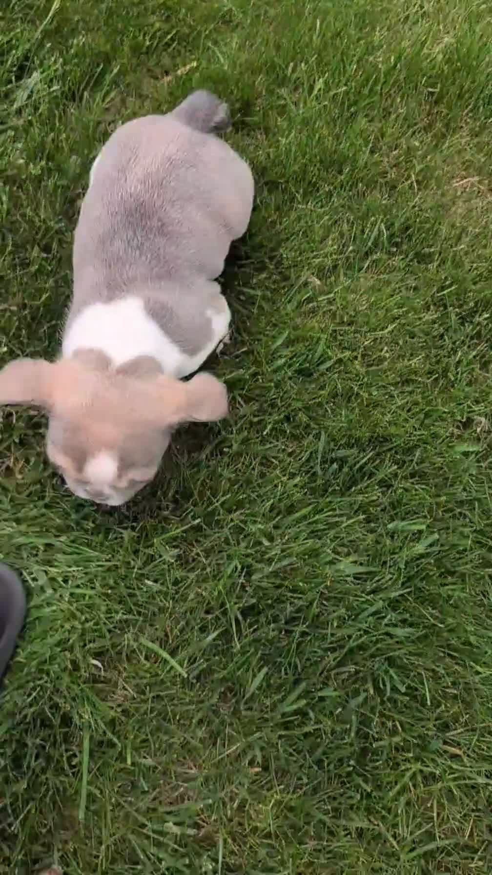 French Bulldog dogs for sale: Daisy - Video 1