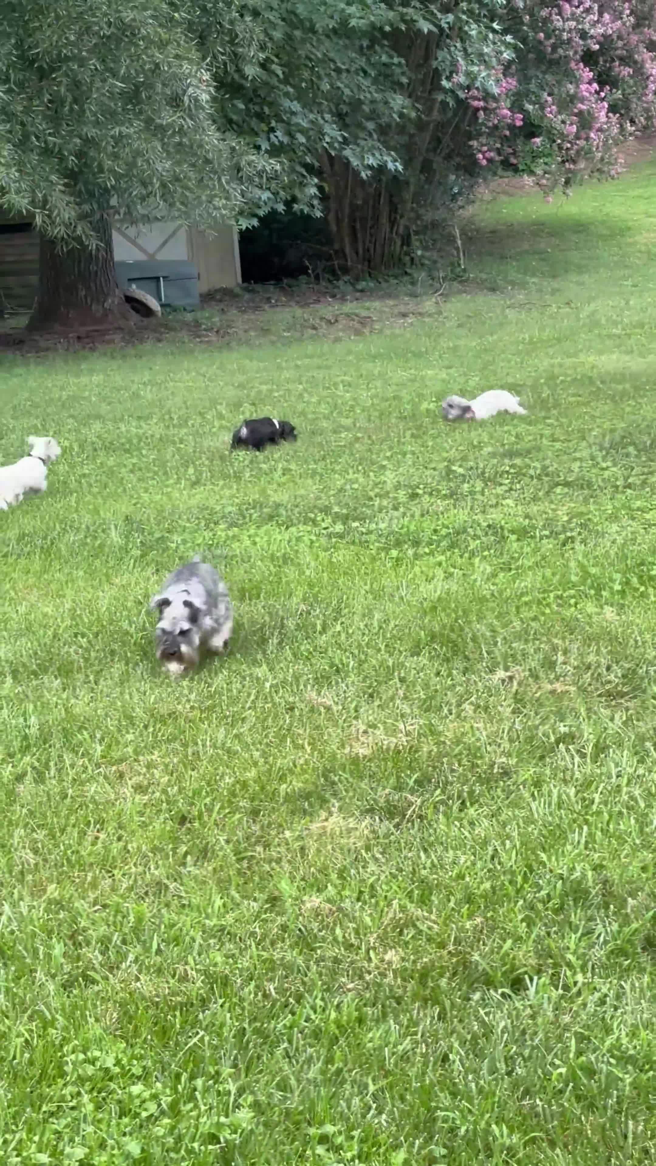 Miniature Schnauzer dogs for sale: Miniature Schnauzer 3 - Video 1