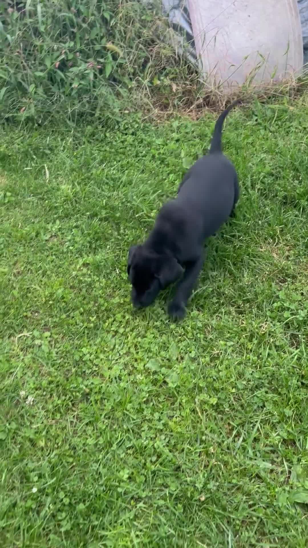 Labrador Retriever dogs for sale: Labrador Retriever 1 - Video 2