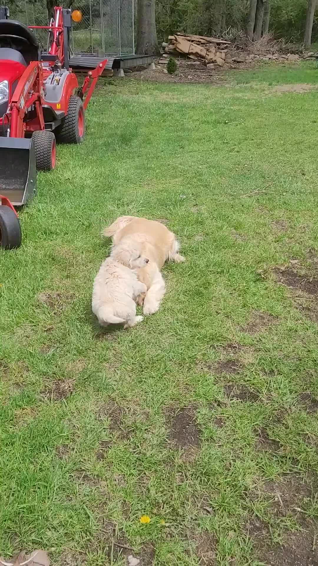 Golden Retriever dogs for sale: Leo  - Video 1
