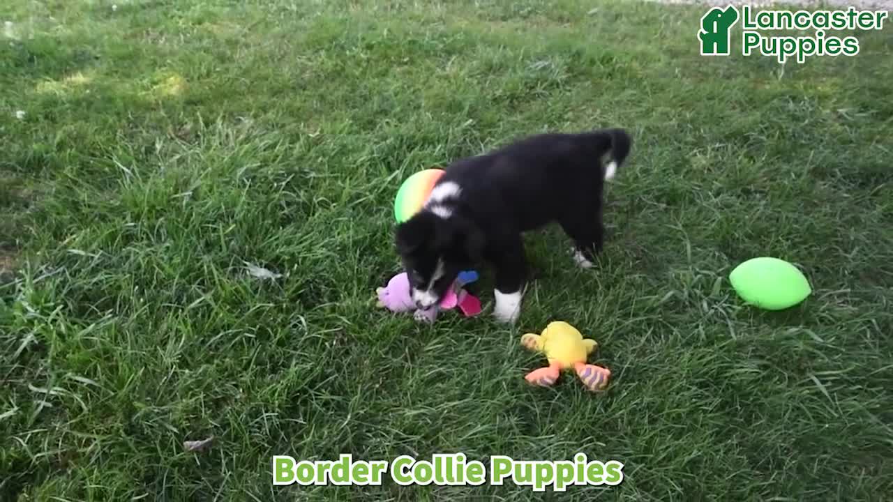 Border Collie dogs for sale: Dasher - Video 1