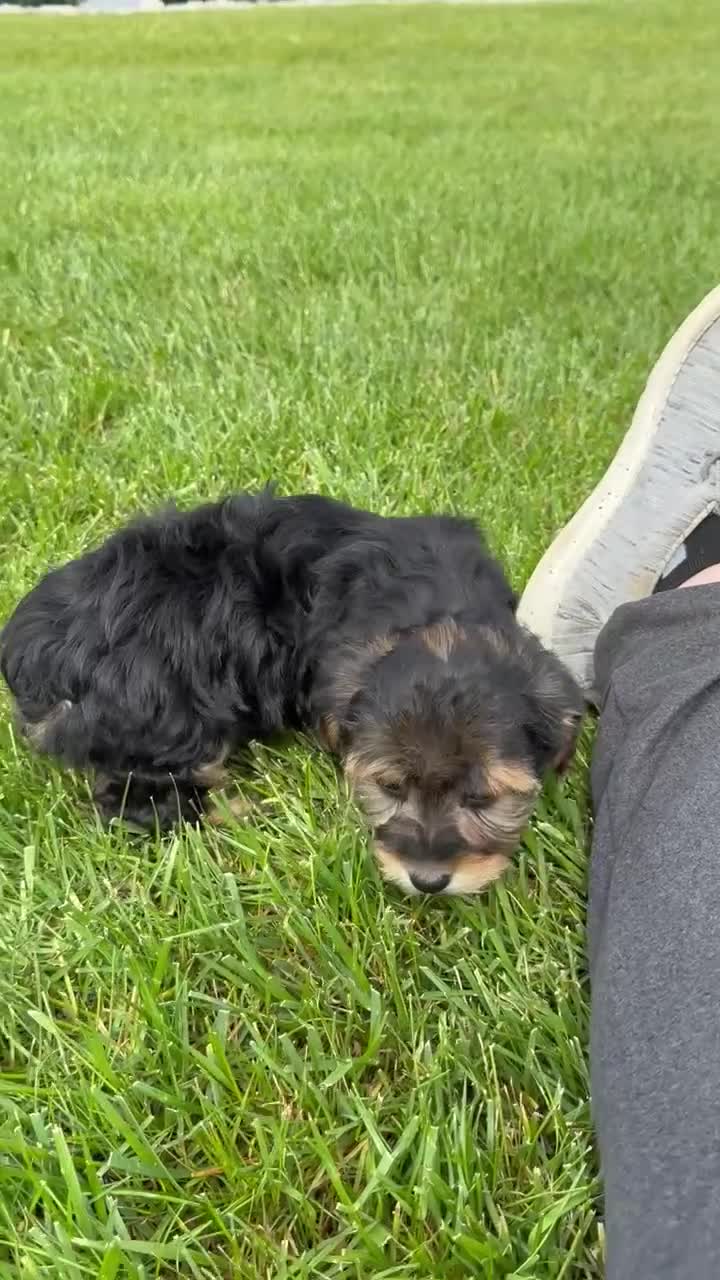 Yorkiepoo dogs for sale: Willow - Video 4