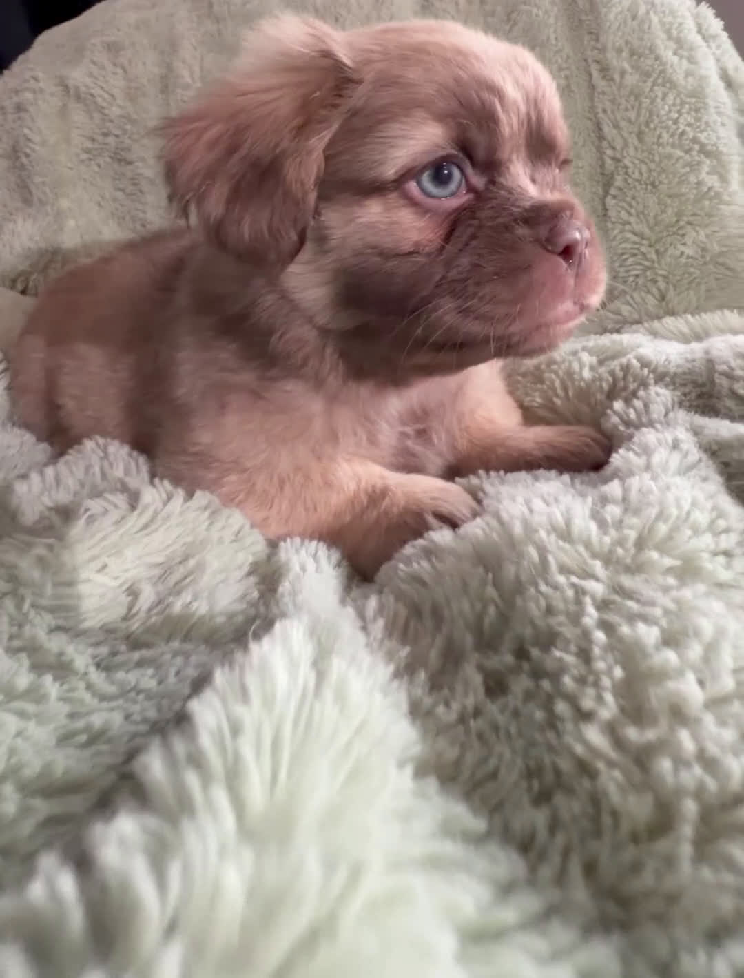 French Bulldog dogs for sale: Bashful - Video 1