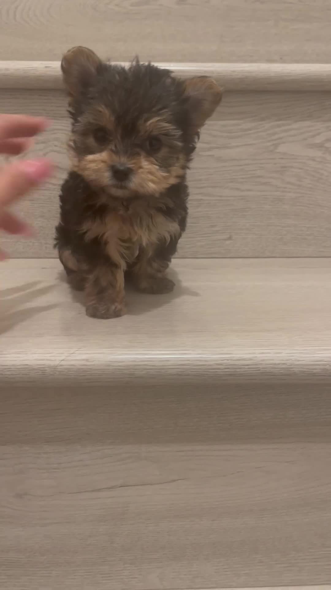 Morkie dogs for sale: Morkie Puppy 2 - Video 1