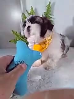 Shih Tzu dogs for sale: Alex - Video 1