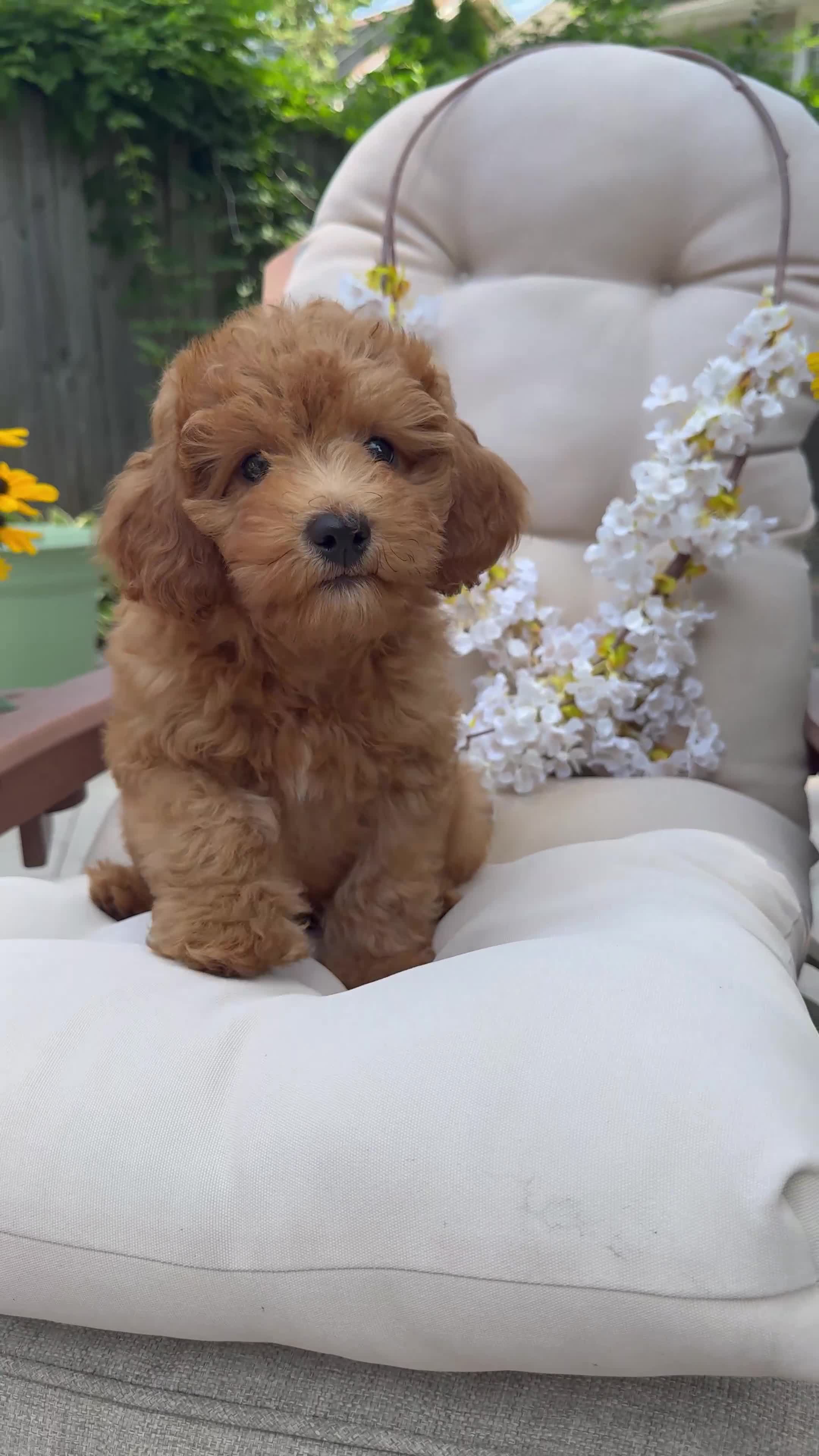 Cavapoo dogs for sale: Butler - Video 1
