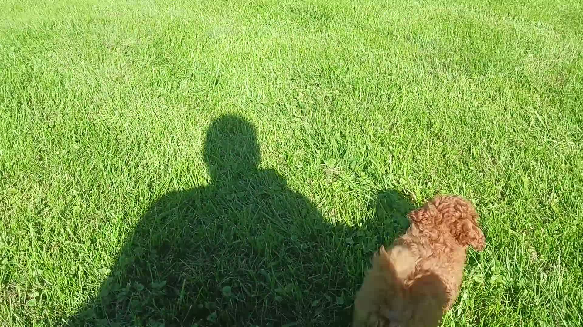 Maltipoo dogs for sale: Rex - Video 1