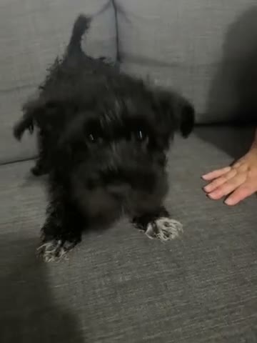 Schnoodle dogs for sale: Mini Schnauzer 1 - Video 1
