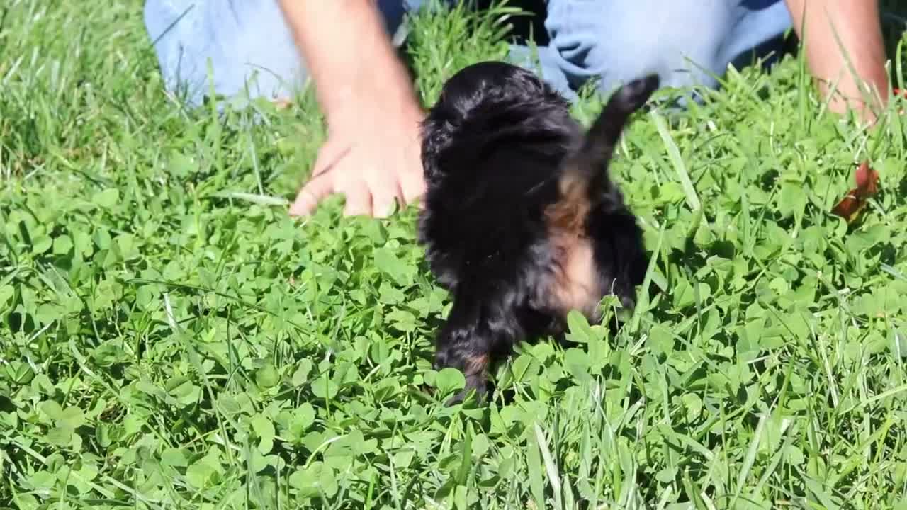 Dachshund dogs for sale: Benson (AKC) - Video 1