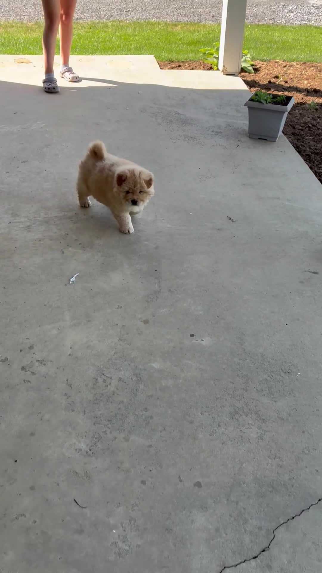 Chow Chow dogs for sale: Bobby jr - Video 1