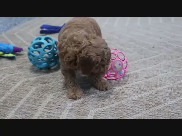 Mini Goldendoodle dogs for sale: Fallon - Video 1
