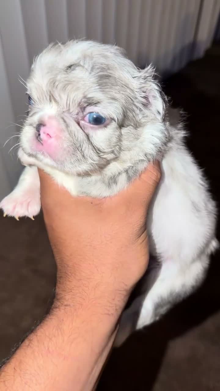 French Bulldog dogs for sale: Sandy - Video 4