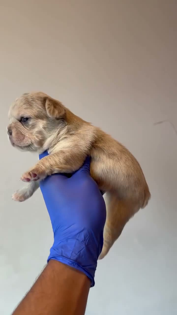 French Bulldog dogs for sale: Bella - Video 1