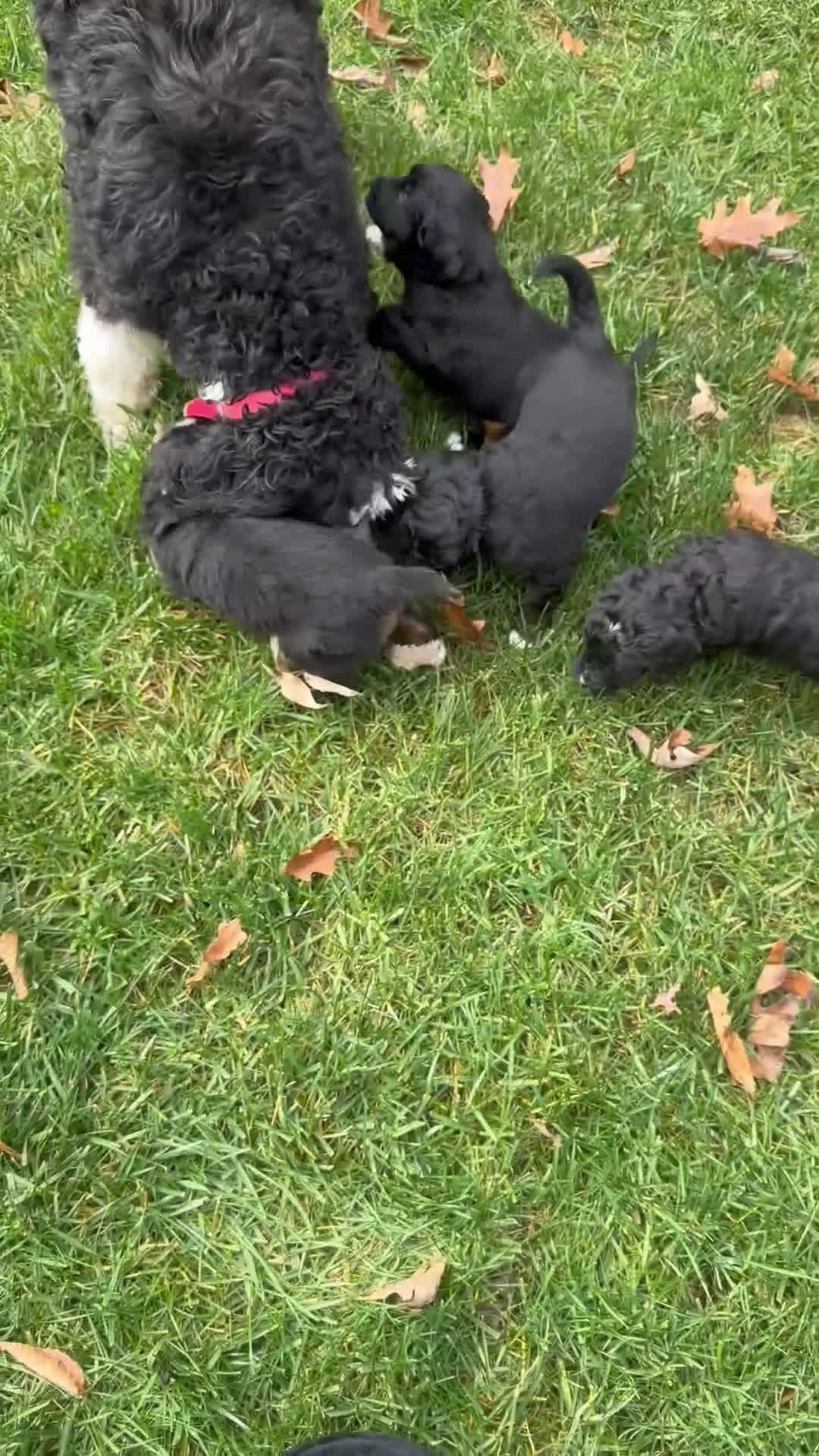 Mixed Breed dogs for sale: Vixen (Golden Mountain Doodle) - Video 1