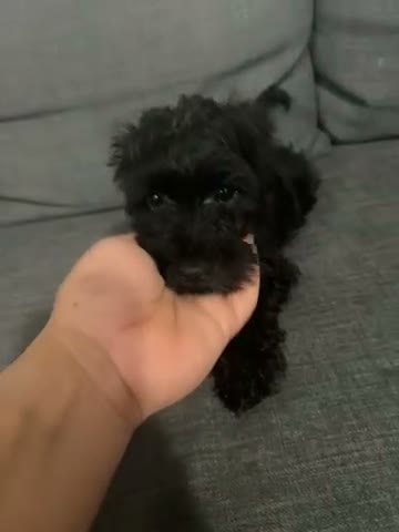 Schnoodle dogs for sale: Mini Schnauzer 4 female - Video 1