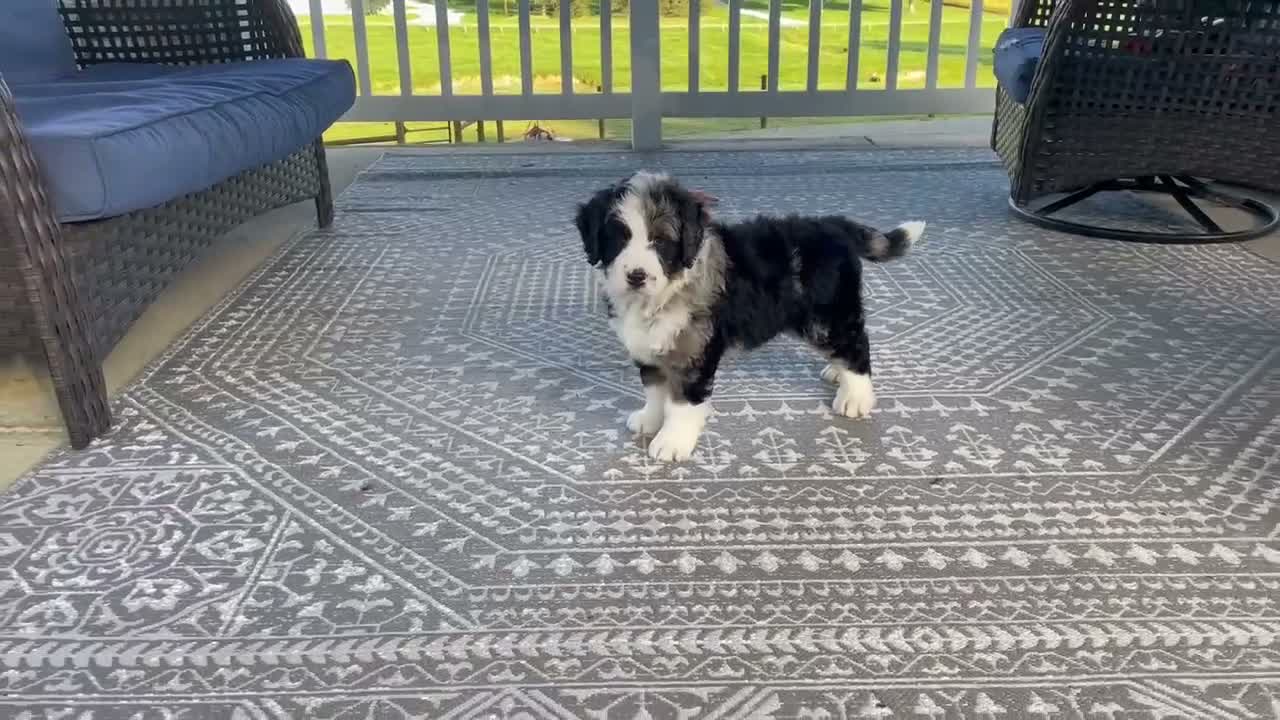 Bernedoodle dogs for sale: Waldo - Video 1