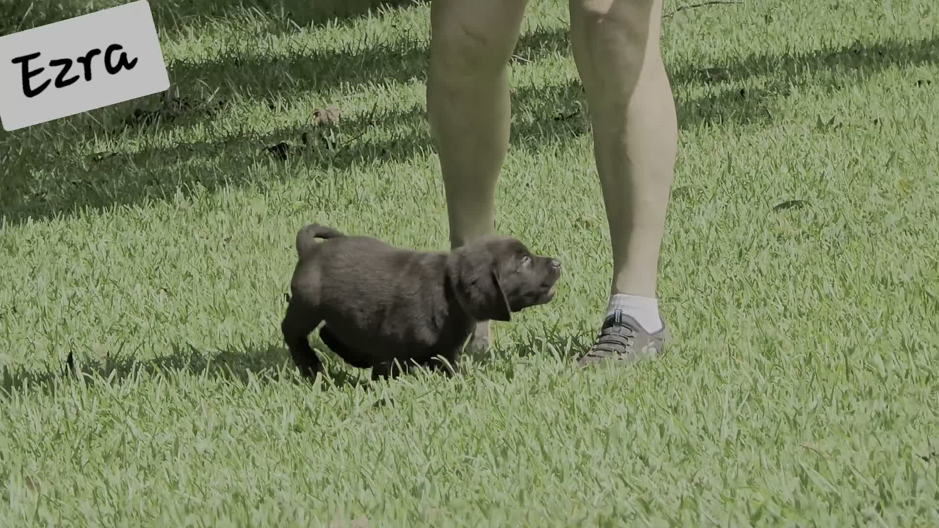 Labrador Retriever dogs for sale: Ezra - Video 1