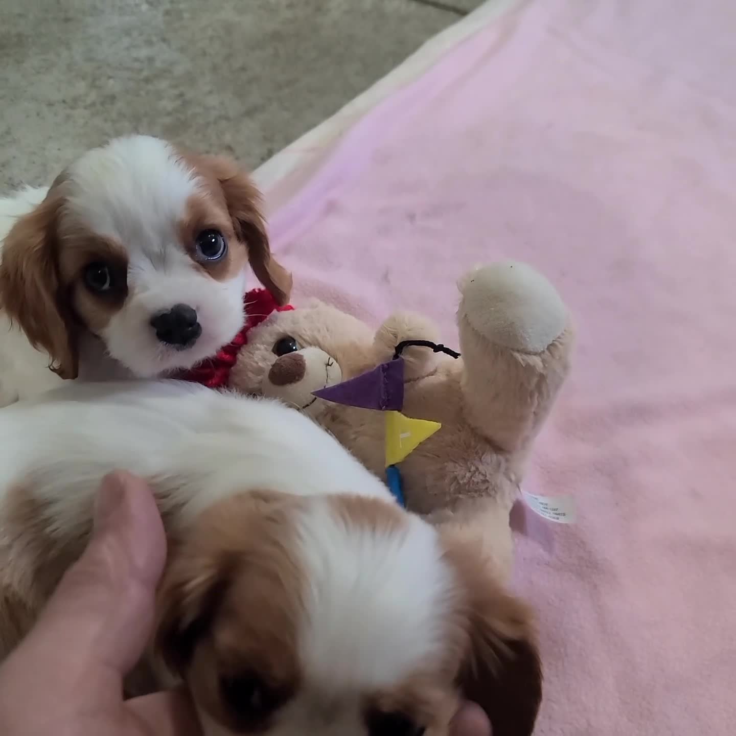 Cavalier King Charles Spaniel dogs for sale: Avery - Video 1