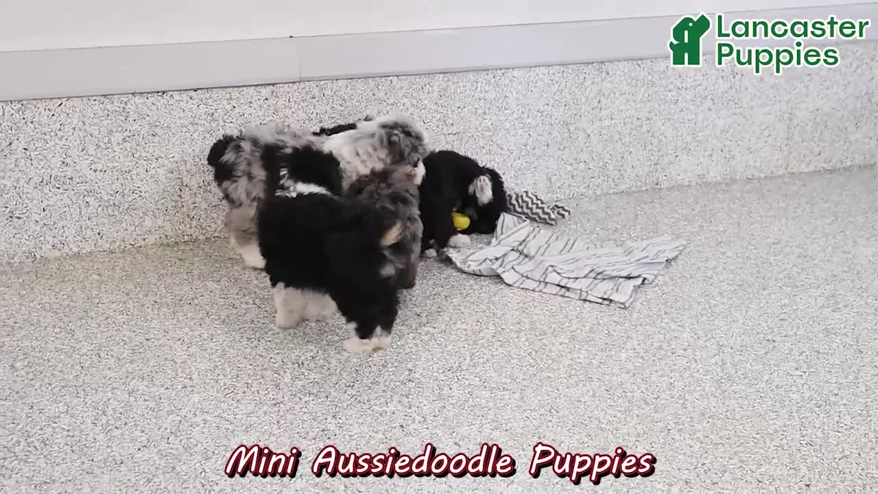 Mini Aussiedoodle dogs for sale: Willow  EXRTA SMALL - Video 1
