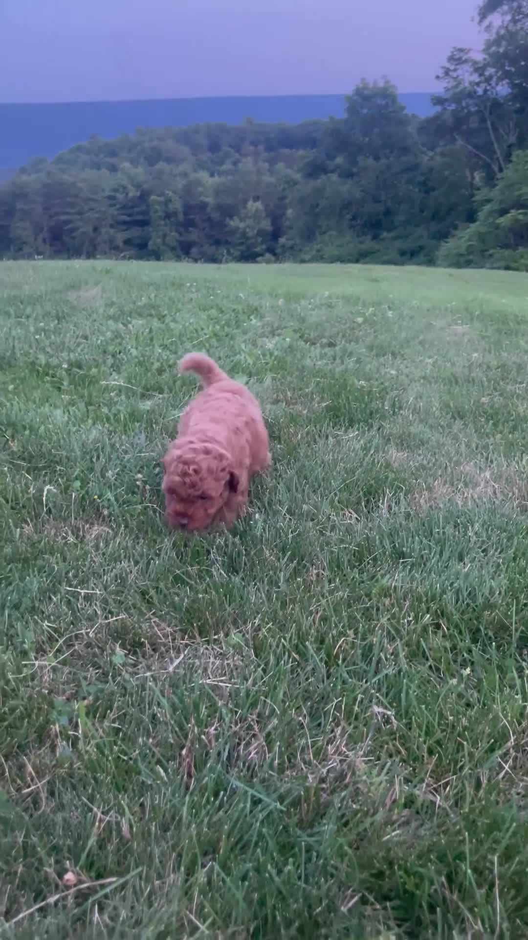 Cavapoo dogs for sale: Biscuit - Video 1