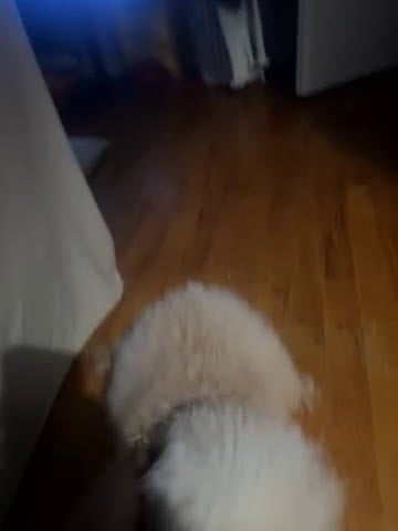 Yorkiepoo dogs for sale: Yorkiepoo Puppy 1 - Video 2