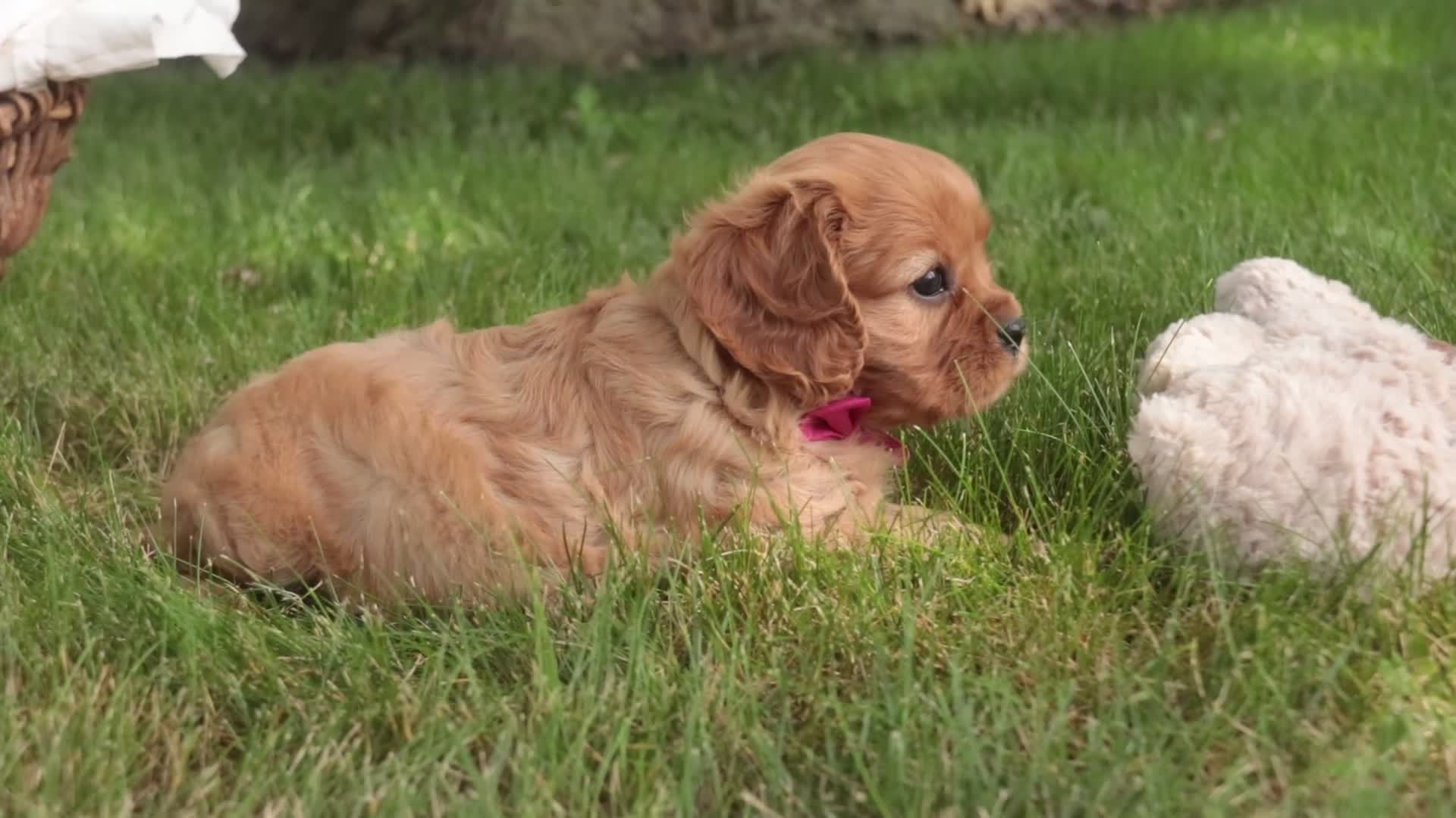 Cavalier King Charles Spaniel dogs for sale: Luna Cavalier King Charles Spaniel  - Video 1