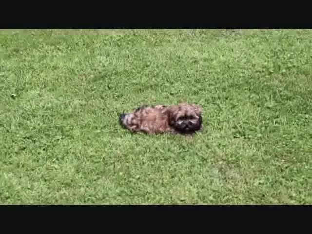 Shihpoo dogs for sale: Norm - Video 1