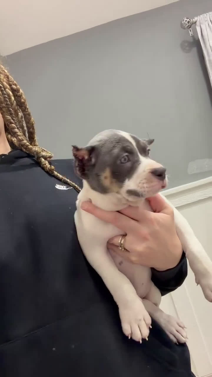 American Bully dogs for sale: American Bully Puppy 1 - Video 1