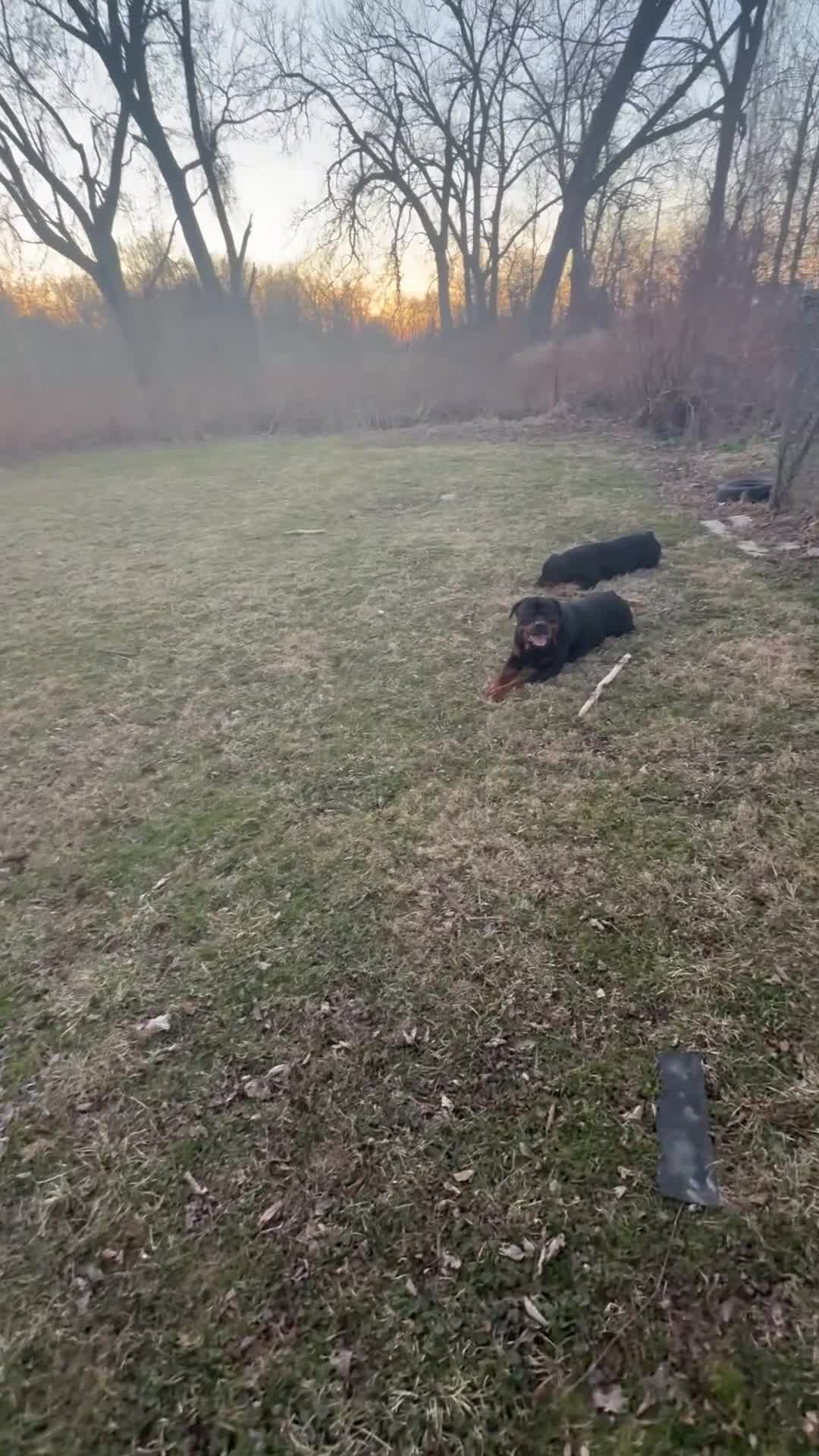 Rottweiler dogs for stud: Damu  - Video 2