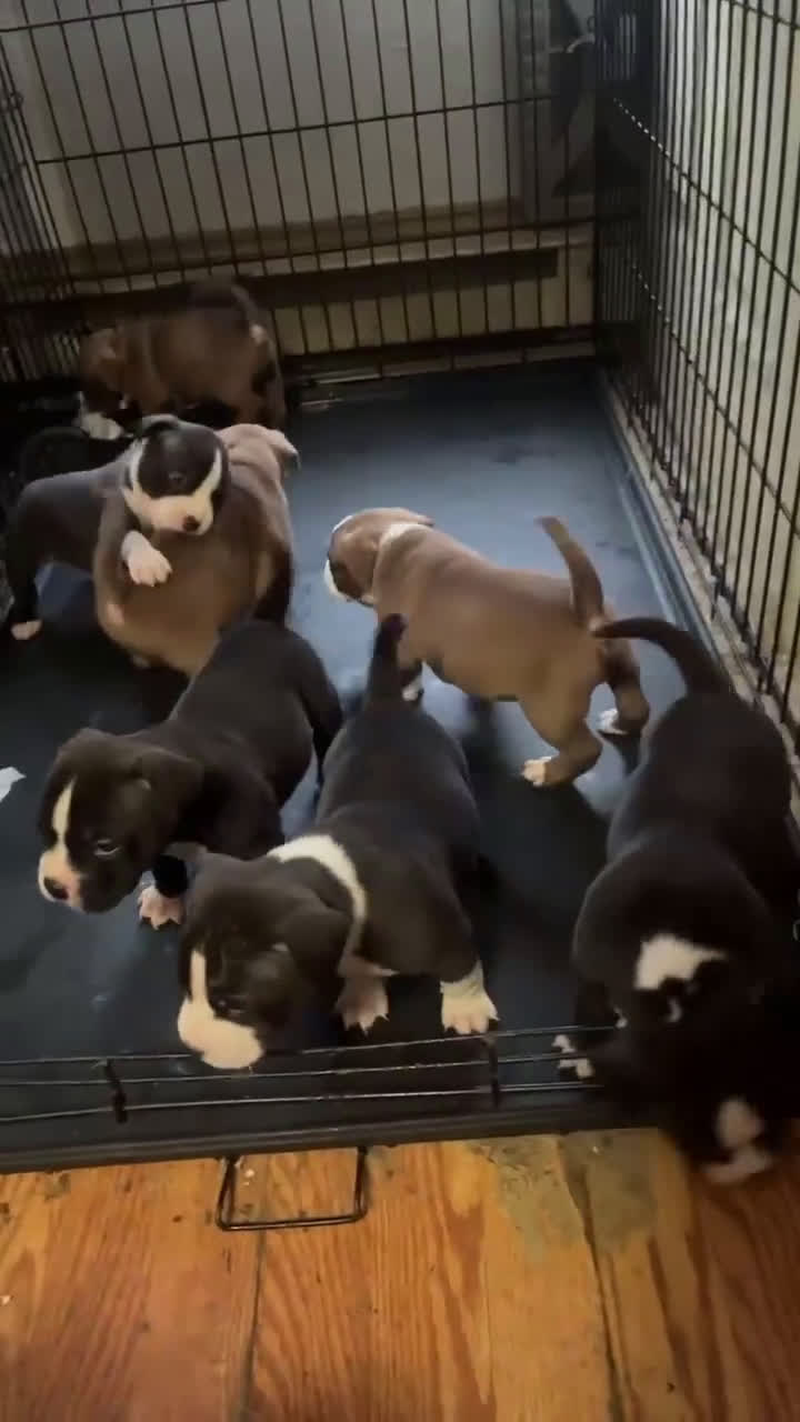 American Bully dogs for sale: American Bully Puppy 2 - Video 1