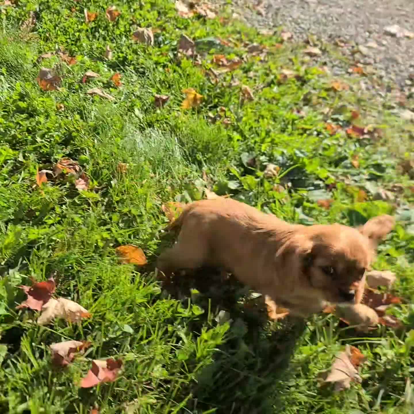 Cavalier King Charles Spaniel dogs for sale: Elmo - Video 1