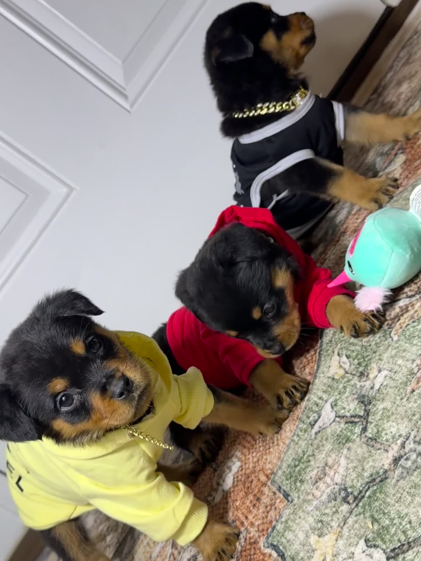 Rottweiler dogs for sale: Rottweiler 10 - Video 1