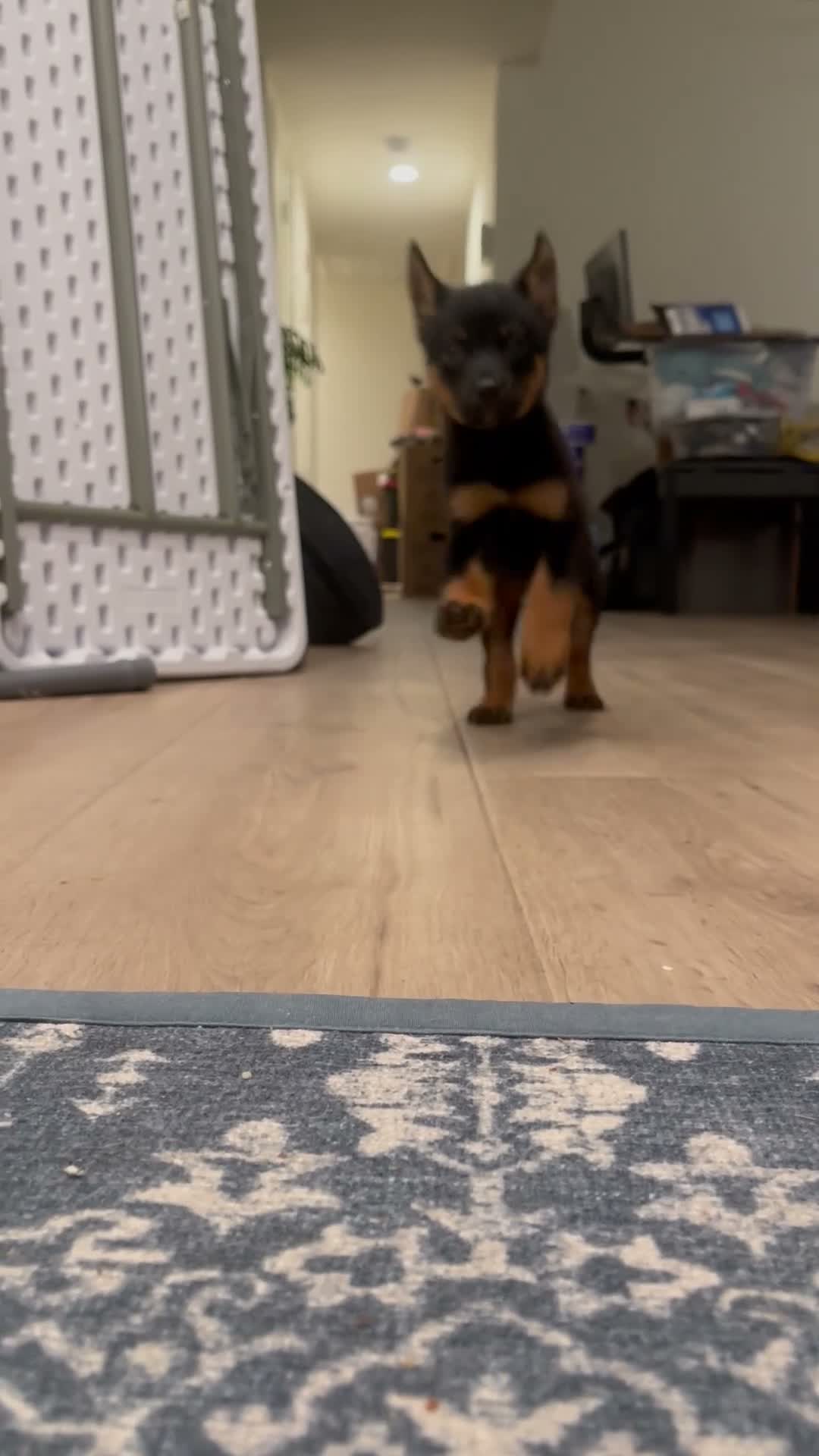 Mixed Breed dogs for sale: boy 7 Taz - Video 1