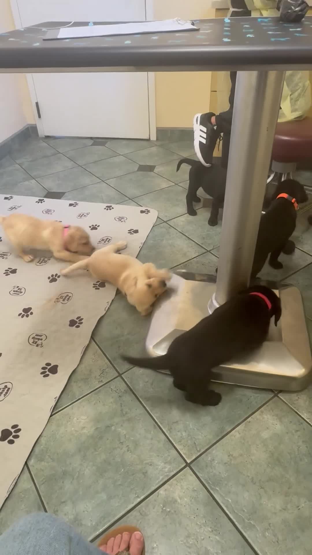 Labrador Retriever dogs for sale: Blue boy  - Video 1