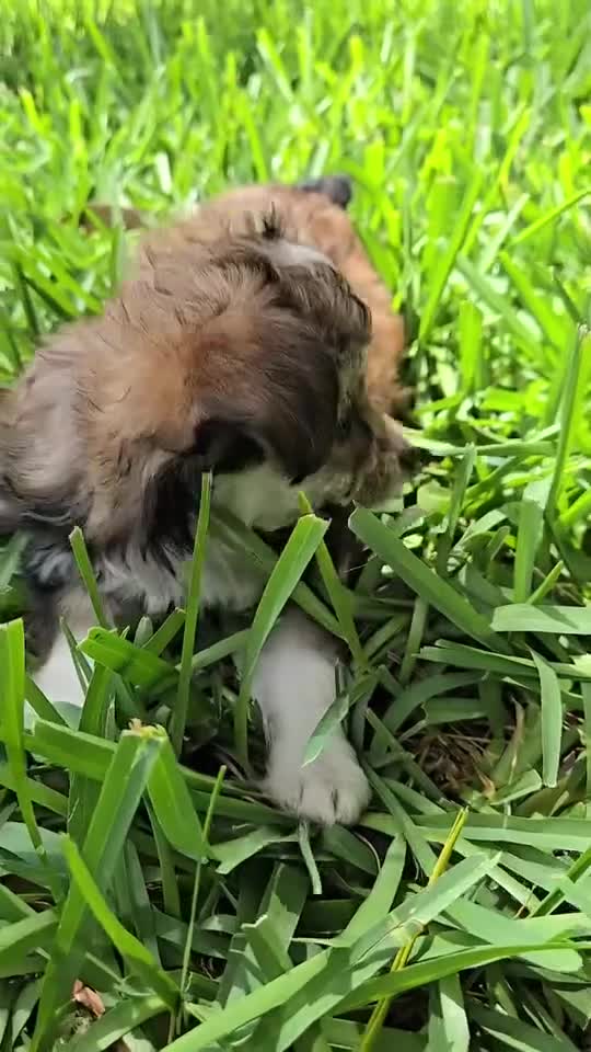 Mixed Breed dogs for sale: Mixed Breed 1 - Video 1