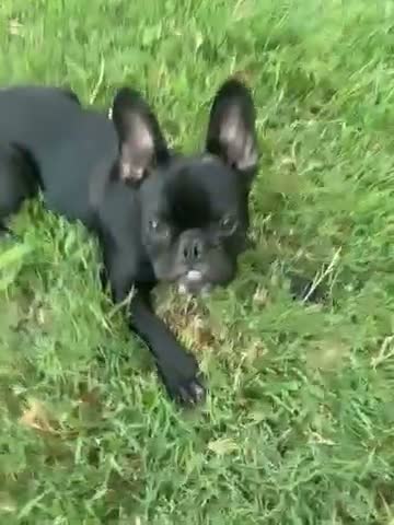 French Bulldog dogs for sale: French Bulldog 9 - Video 1