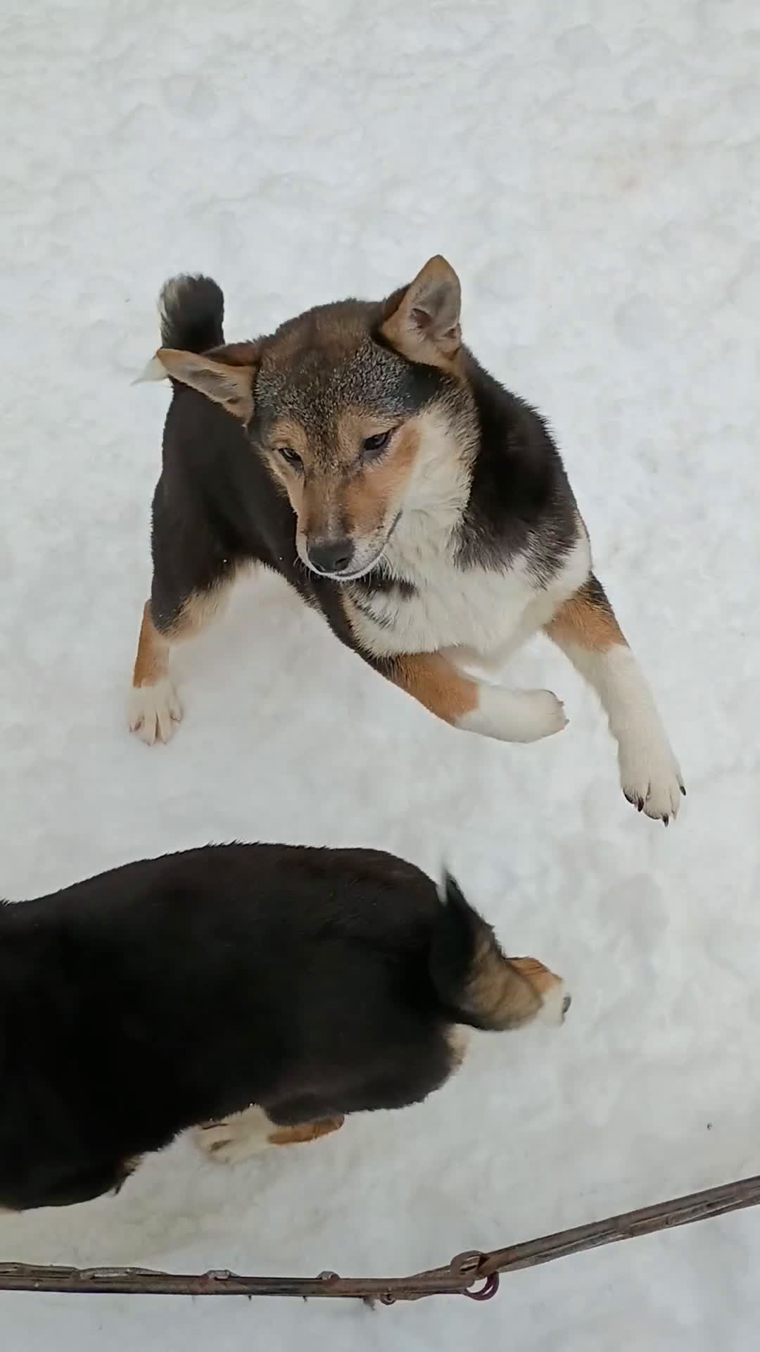 Shiba Inu dogs for sale: Holly  - Video 3