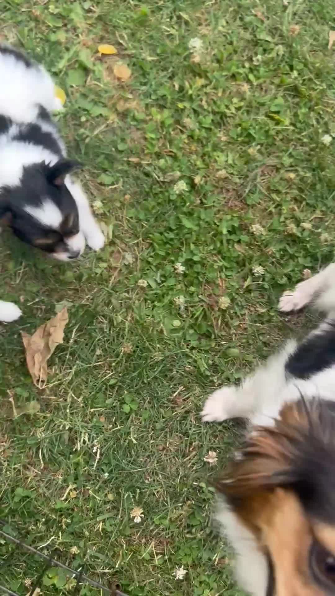 Papillon dogs for sale: Flower - Video 1