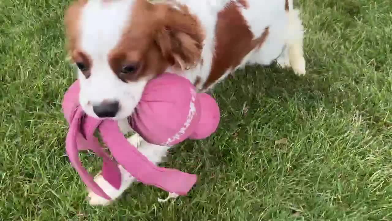 Cavalier King Charles Spaniel dogs for sale: Drew - Video 1