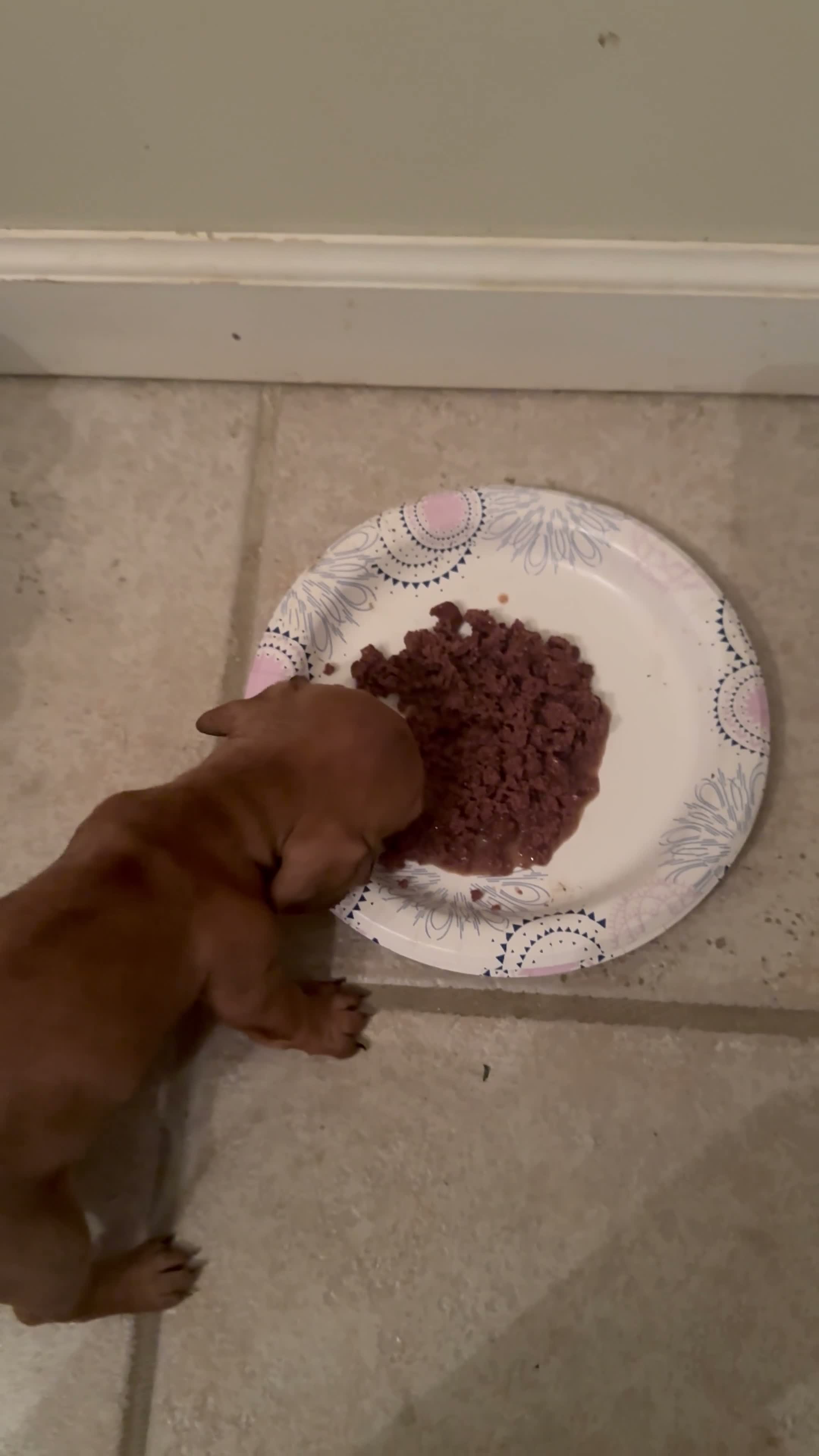 Miniature Dachshund dogs for sale: Coco - Video 1