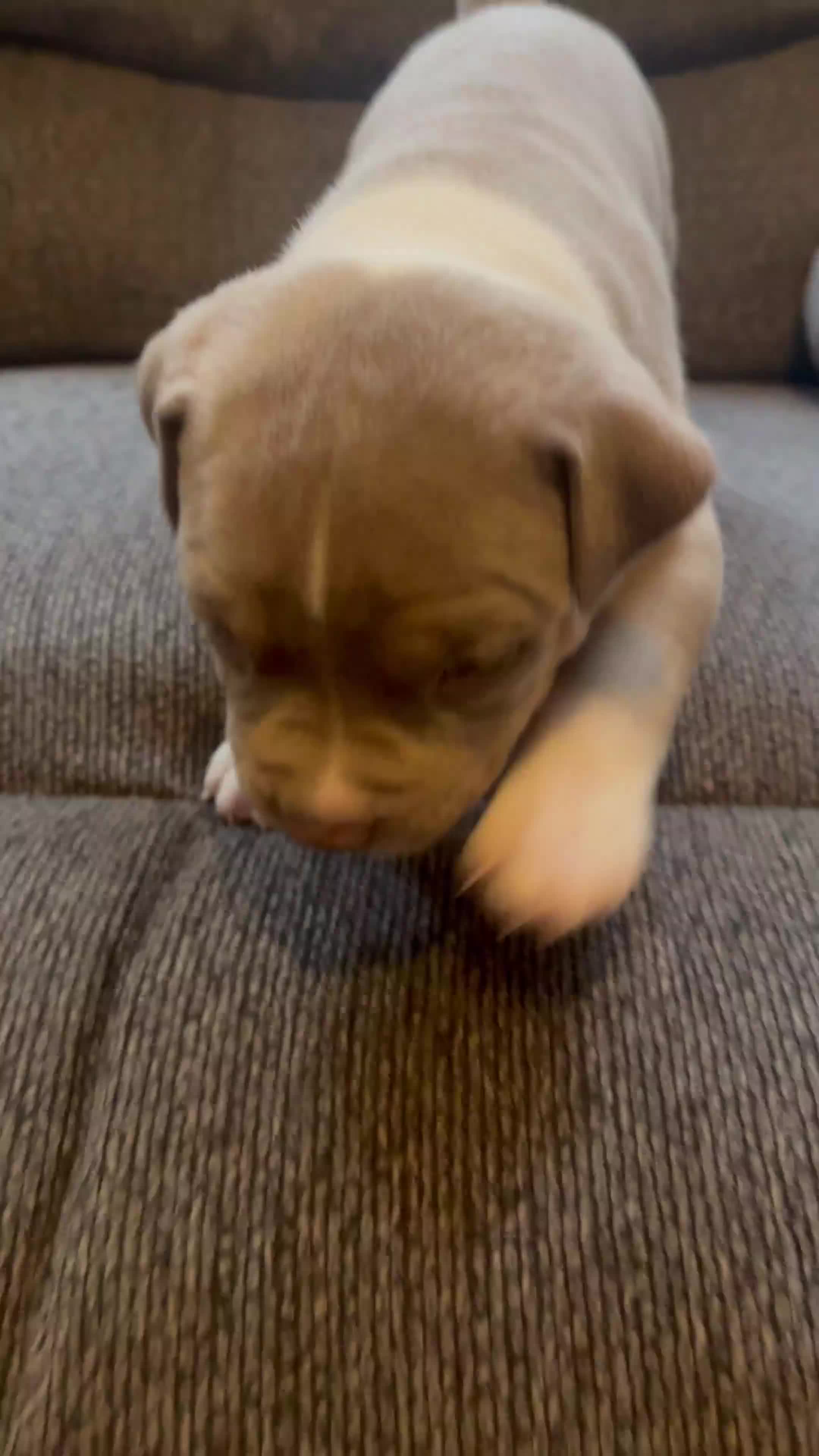 American Pit Bull Terrier dogs for sale: American Pit Bull Terrier Puppy 5 - Video 1