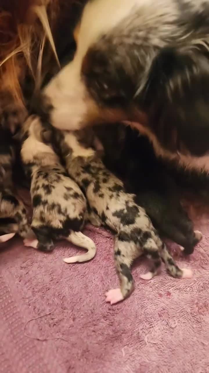 Miniature Australian Shepherd dogs for sale: Miniature Australian Shepherd Puppy 1 - Video 1