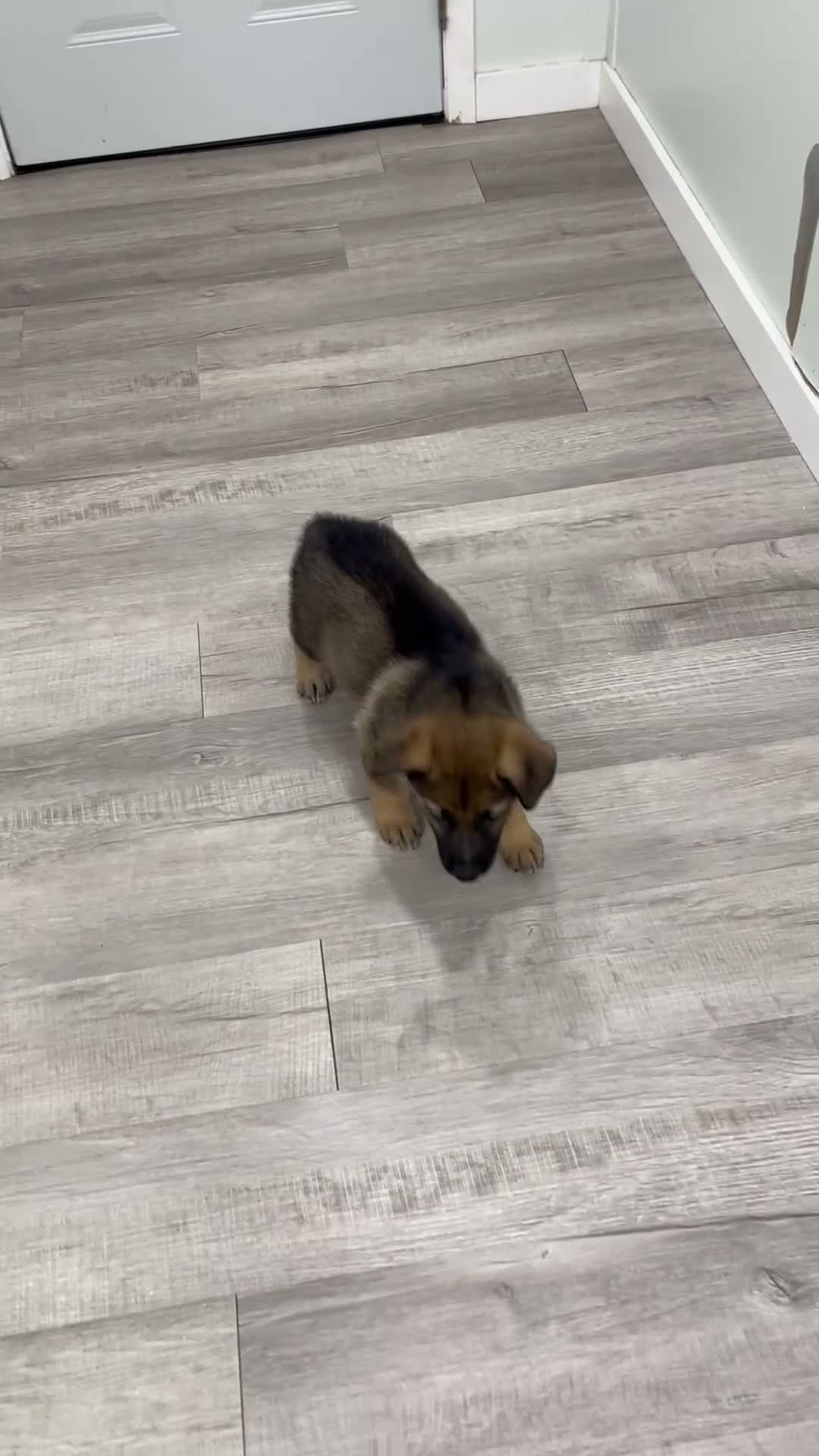 German Shepherd dogs for sale: Mickey - Video 1