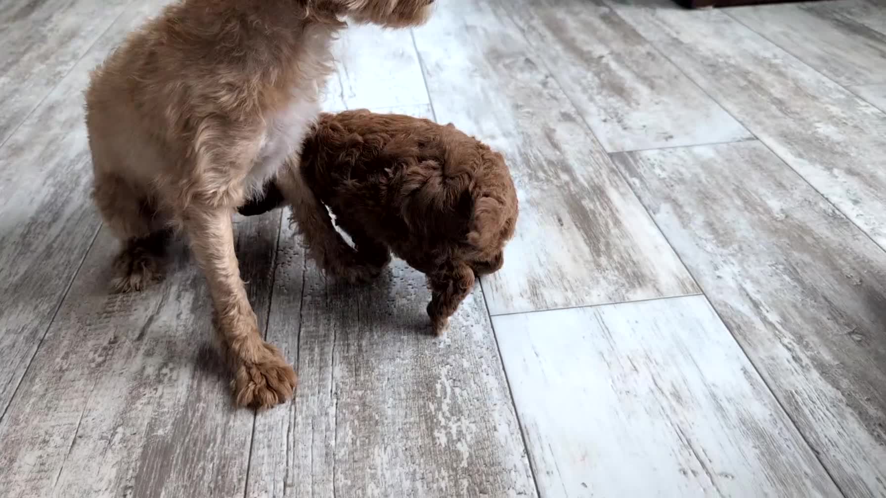 Cavapoo dogs for sale: Rocky - Video 1