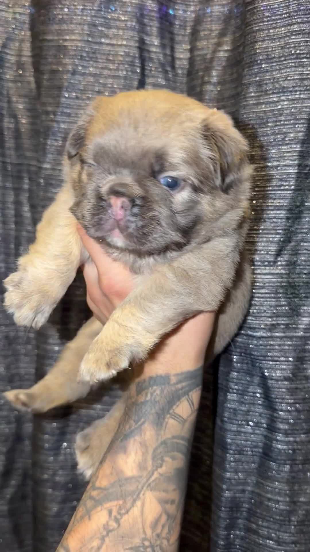 French Bulldog dogs for sale: Daisy - Video 1
