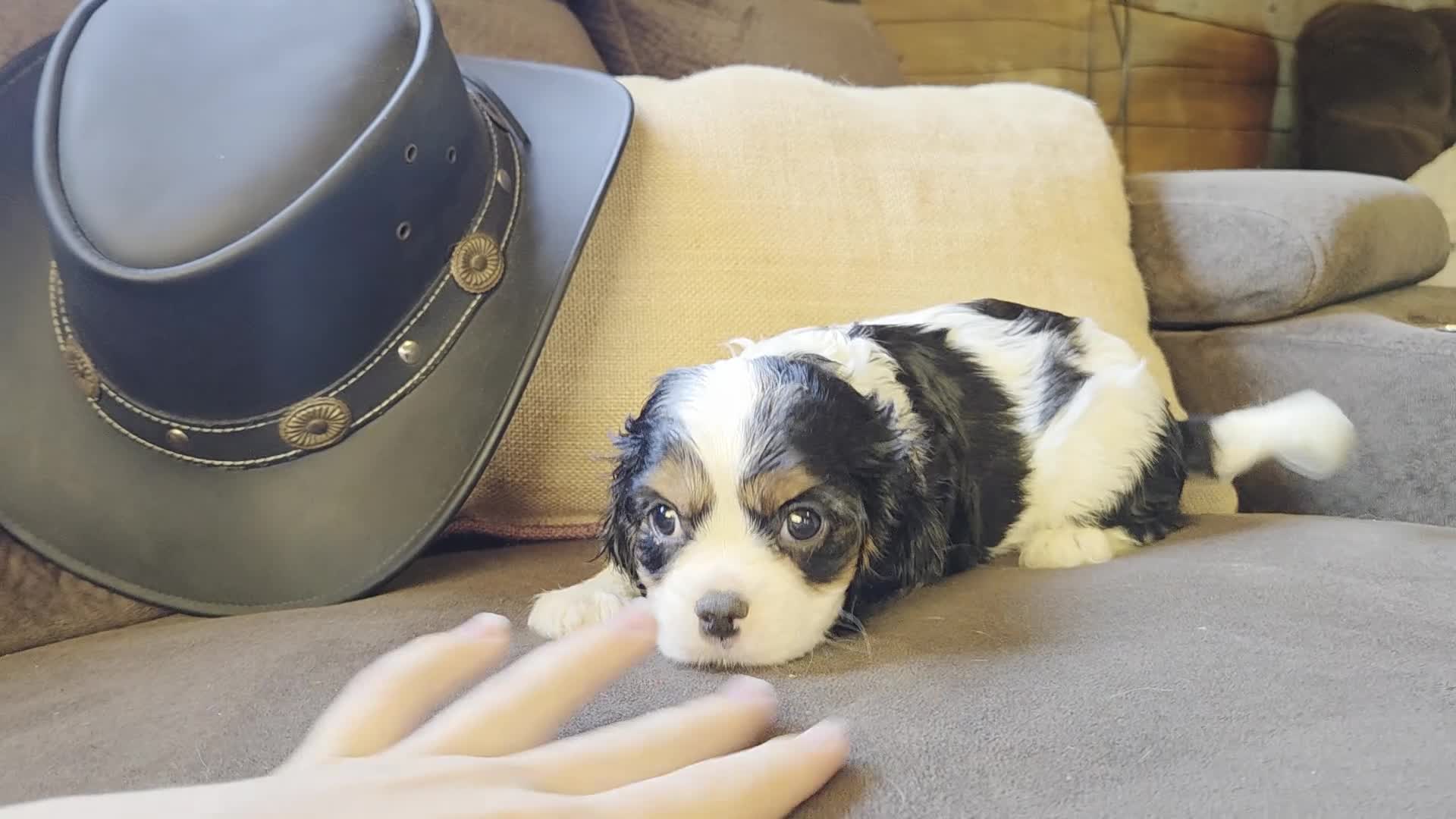 Cavalier King Charles Spaniel dogs for sale: Dior - Video 2