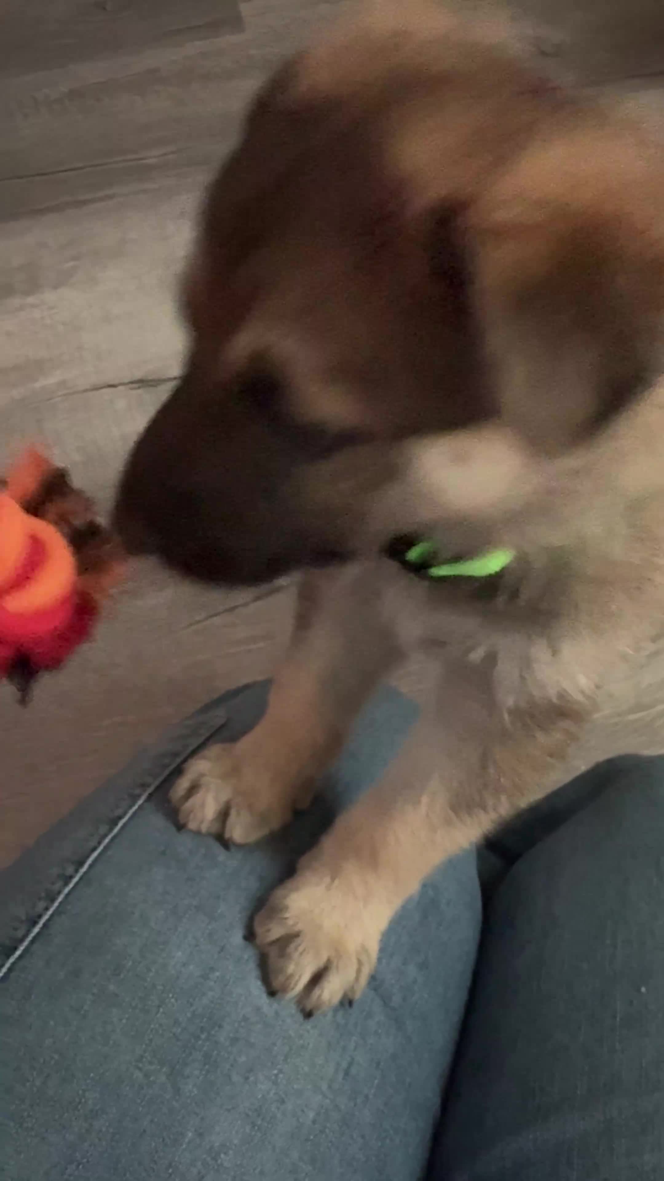German Shepherd dogs for sale: German Shepherd 3 - Video 1
