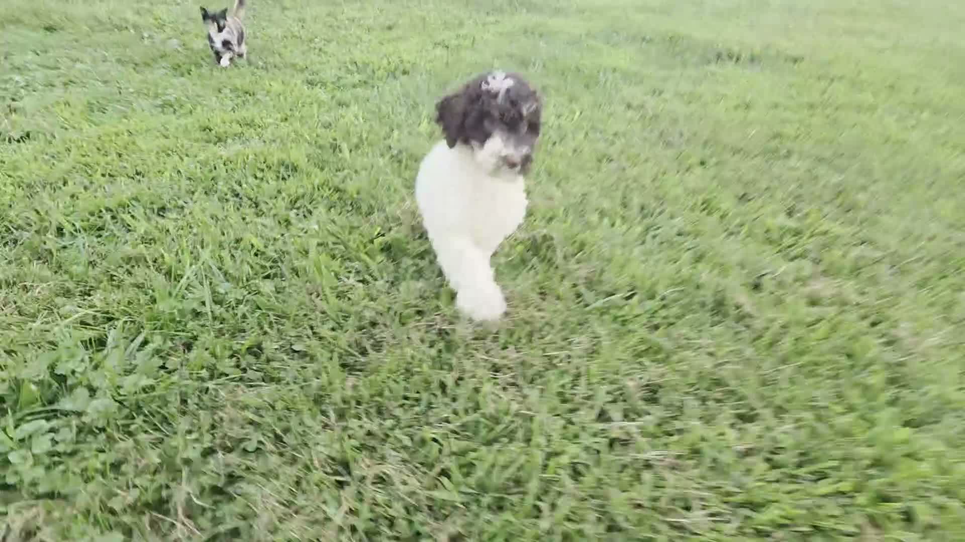 Goldendoodle dogs for sale: Faith - Video 1