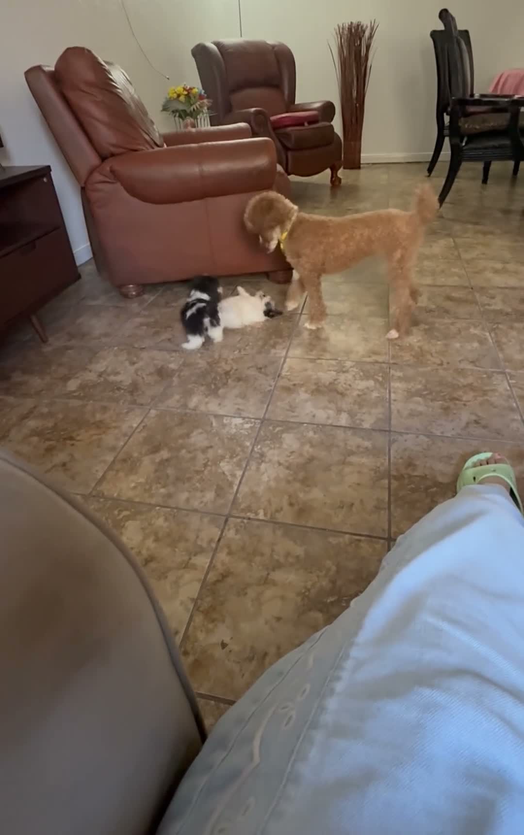 Shihpoo dogs for sale: Winston — The Adventurous Little Explorer - Video 1