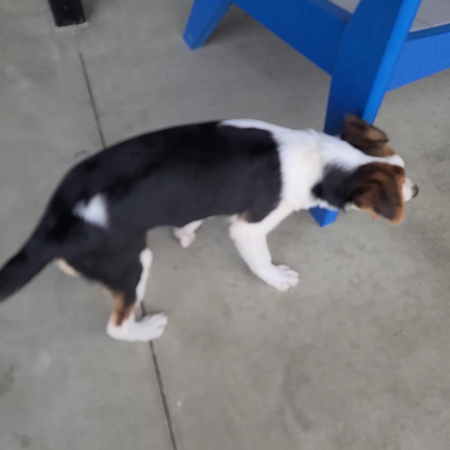 Mixed Breed dogs for sale: Willow - Video 1